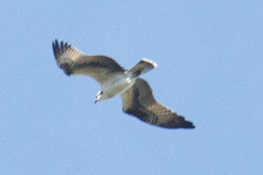 Águila Pescadora - ML42867671