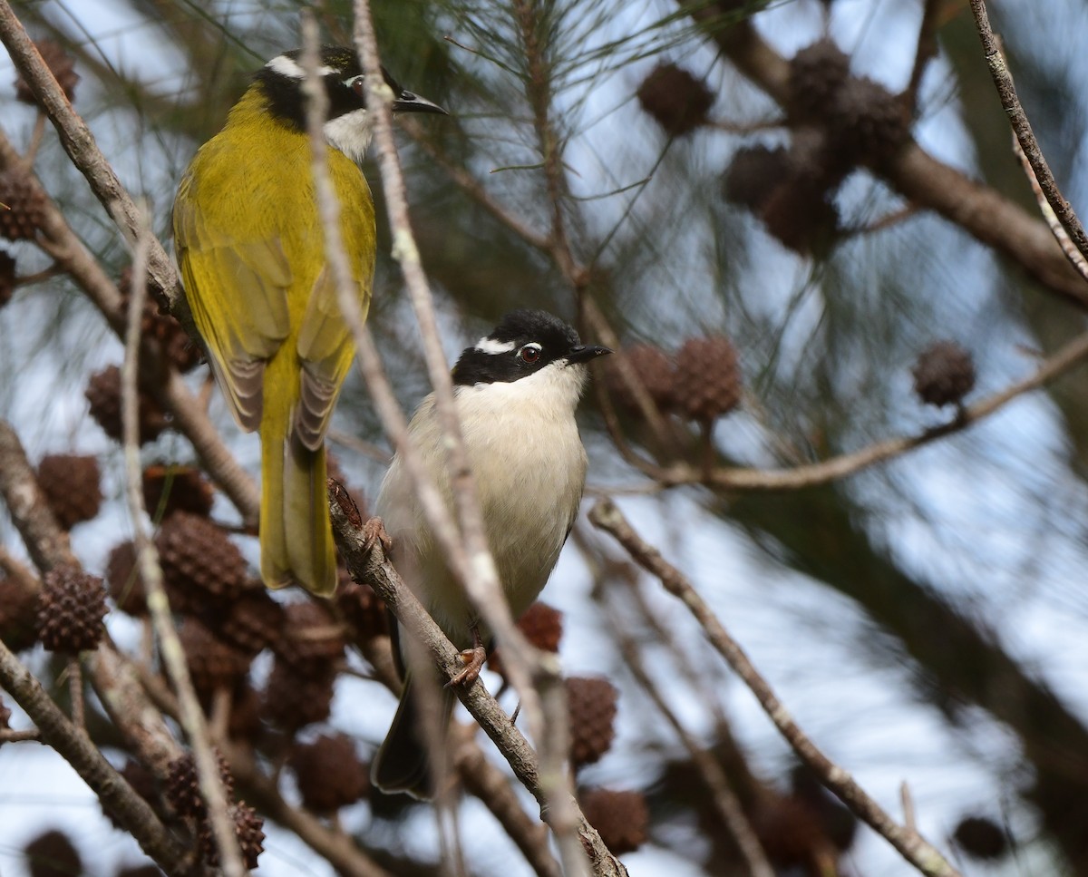 White-throated Honeyeater - ML428677231