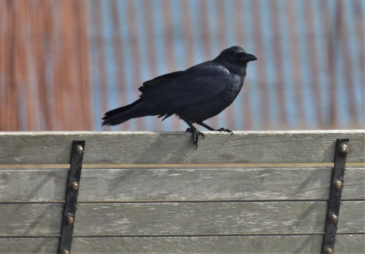 American Crow - ML428677451