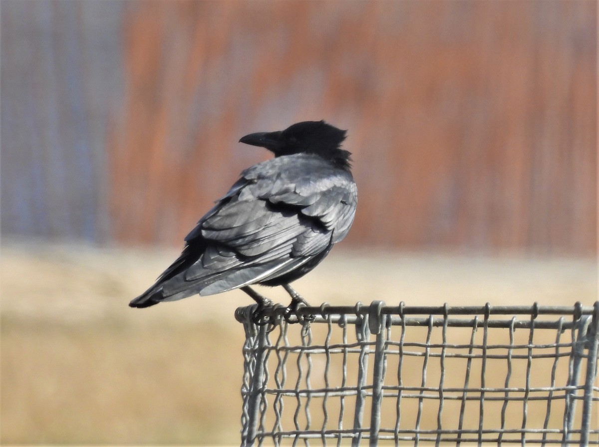 American Crow - ML428677461