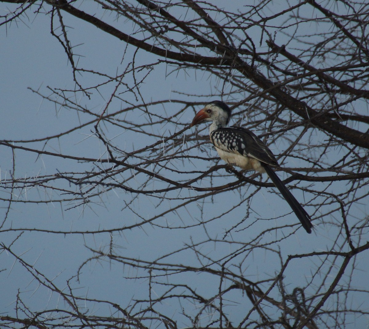 Northern Red-billed Hornbill - ML428677491