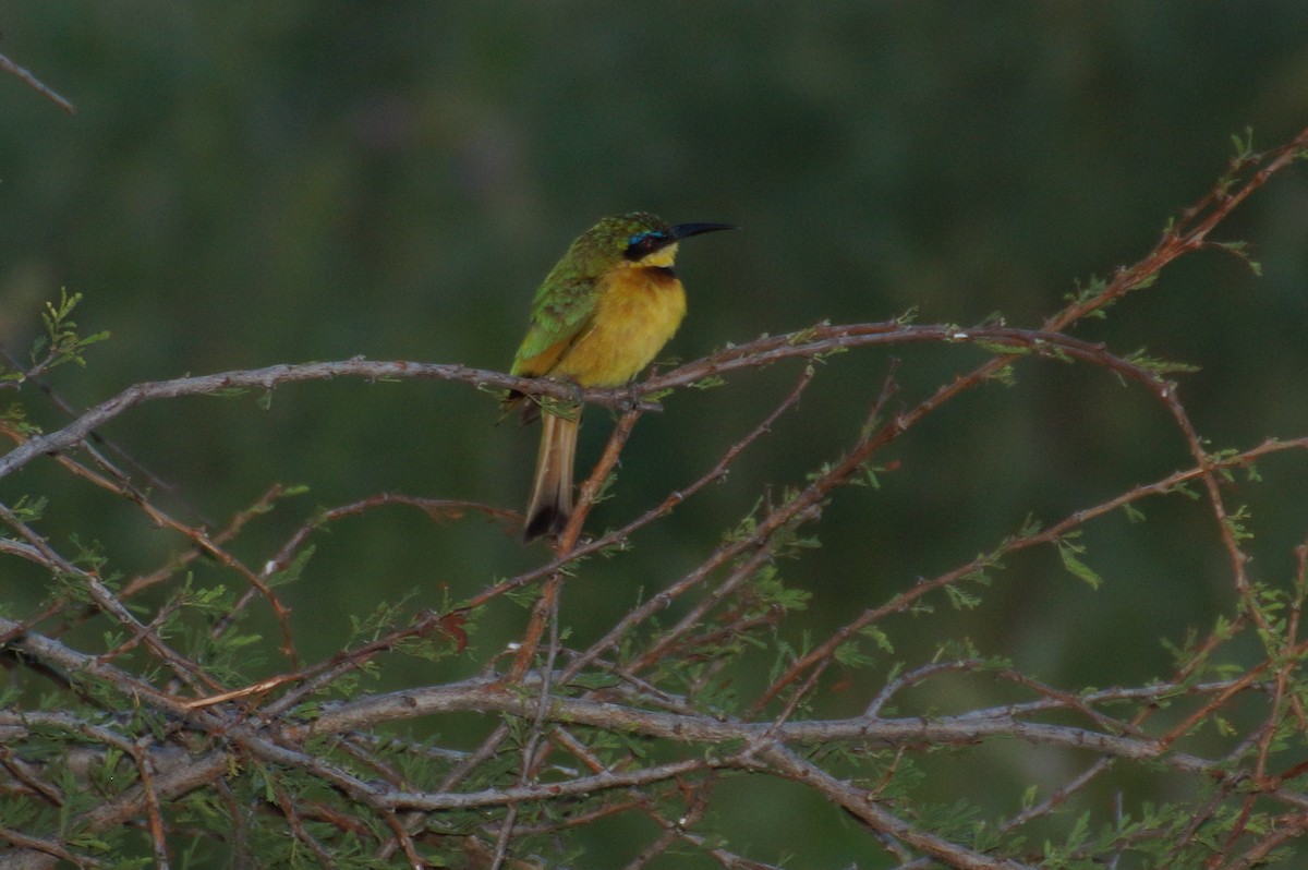 Little Bee-eater - Eric Bischoff