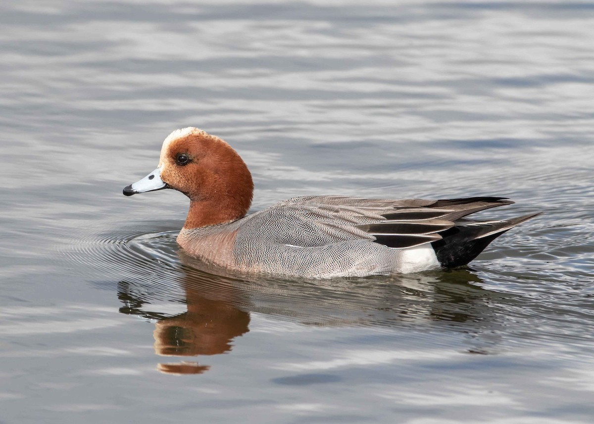 Eurasian Wigeon - Ken Pride