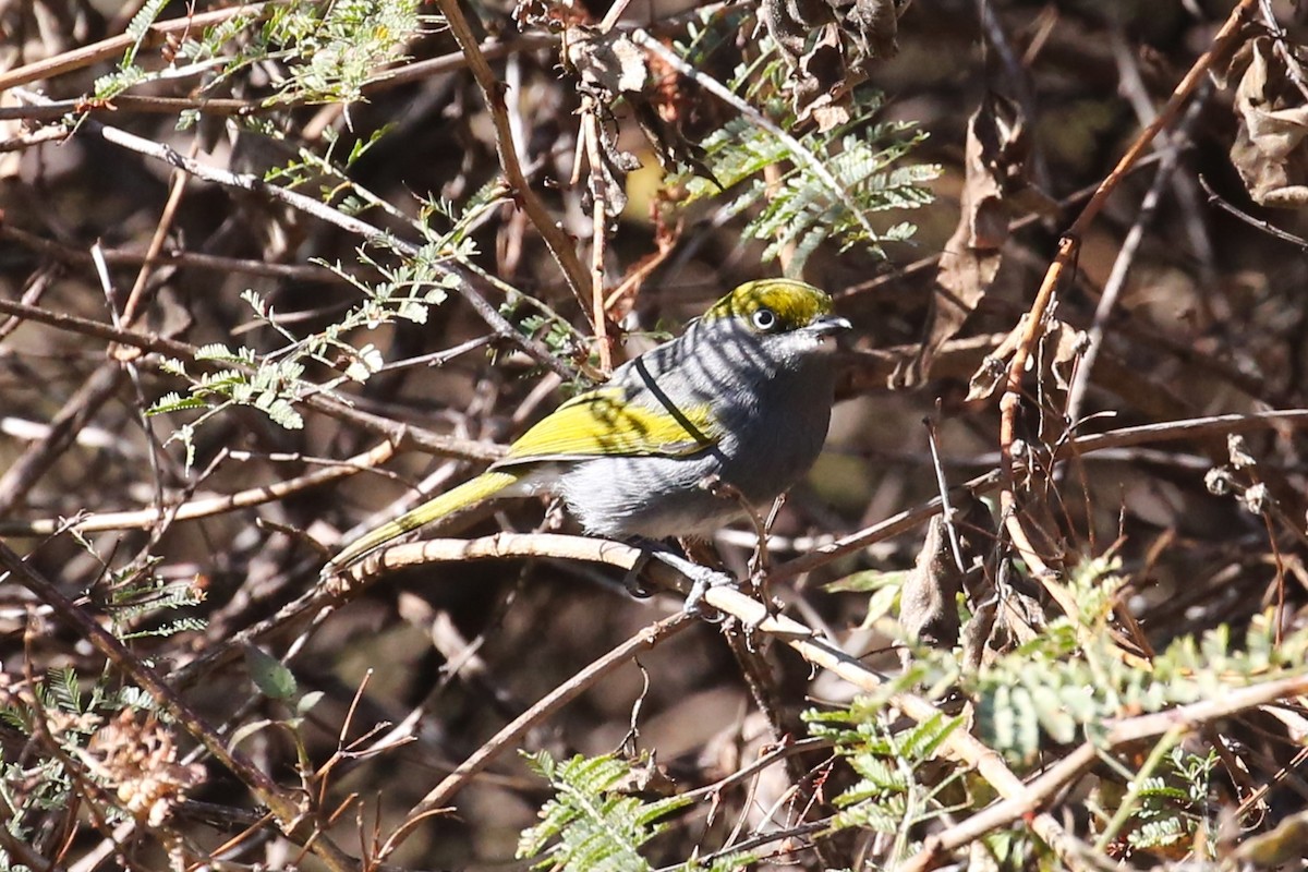 Slaty Vireo - ML428678491