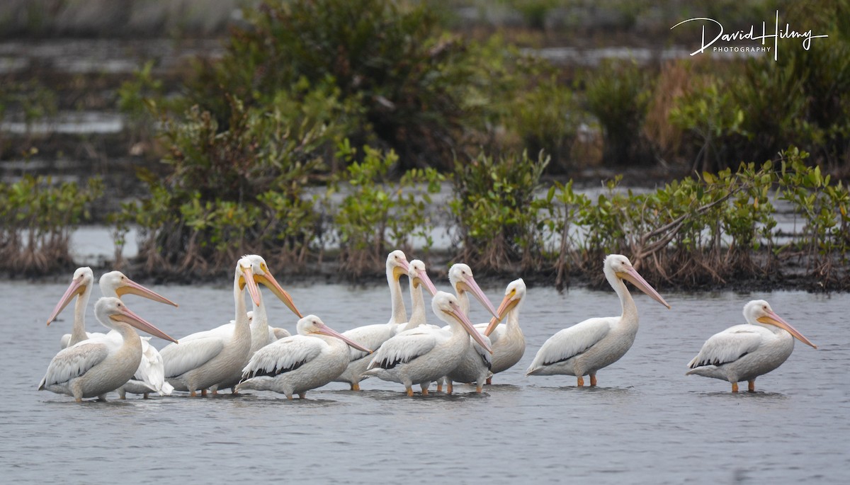 pelikán severoamerický - ML428678601