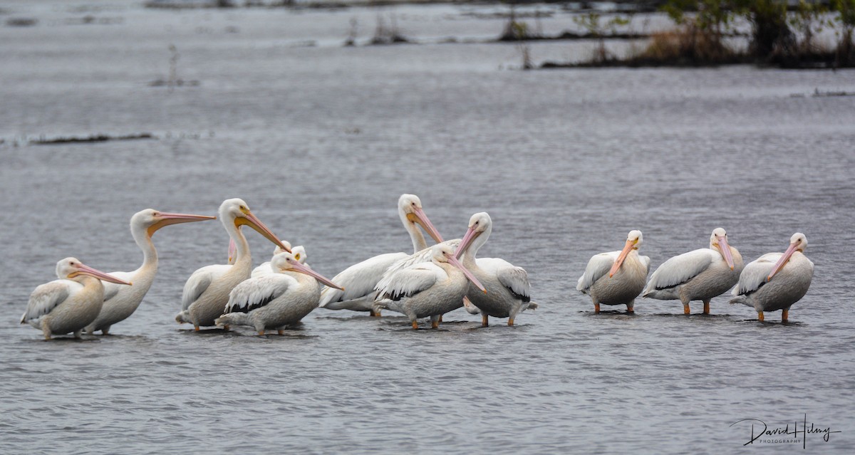 American White Pelican - ML428678611