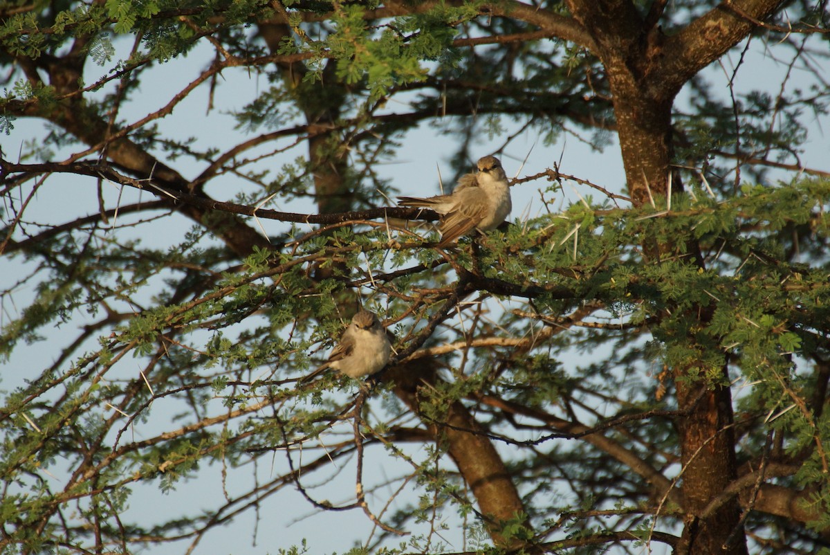 African Gray Flycatcher - Eric Bischoff