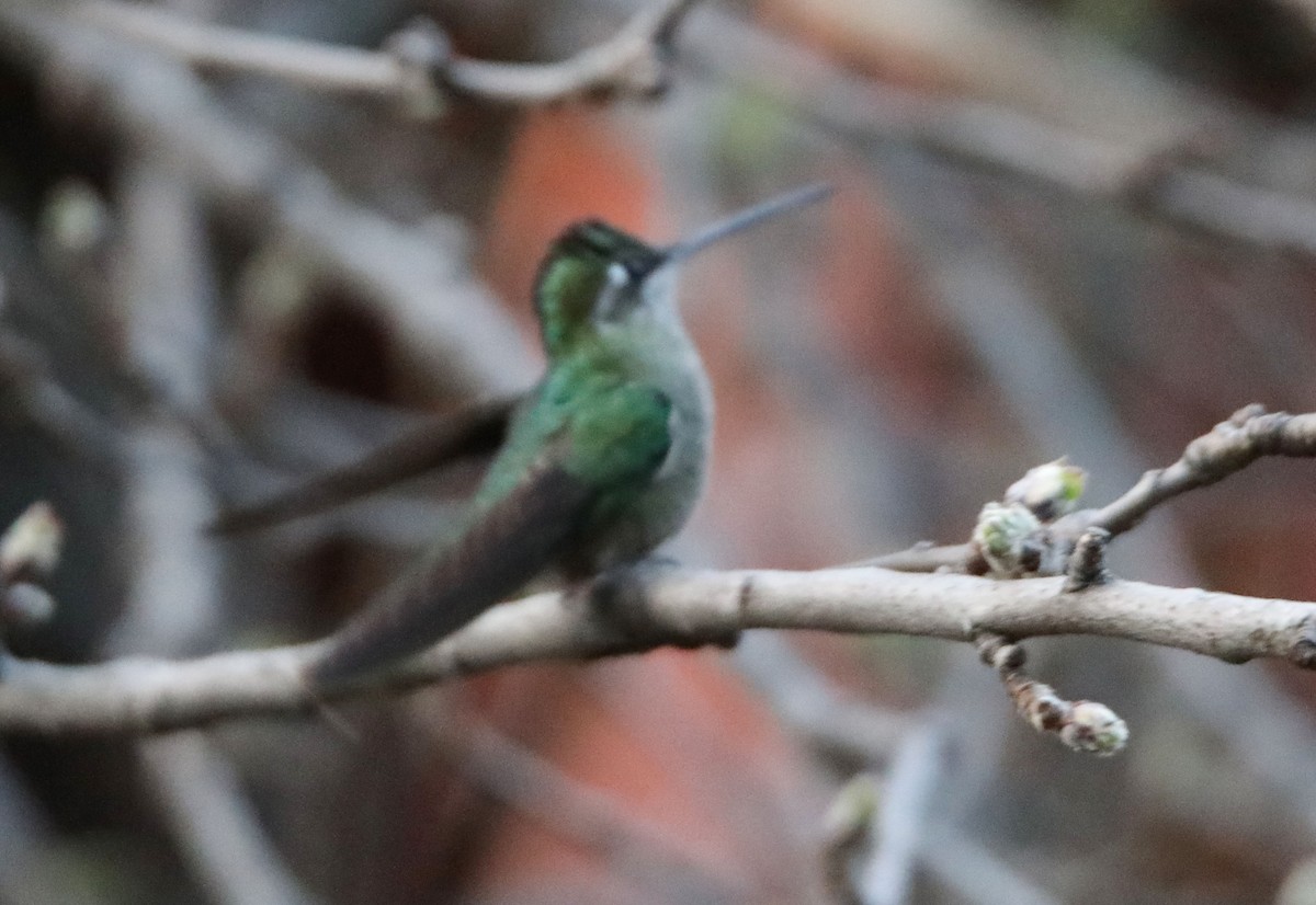 Colibrí Magnífico - ML428680621