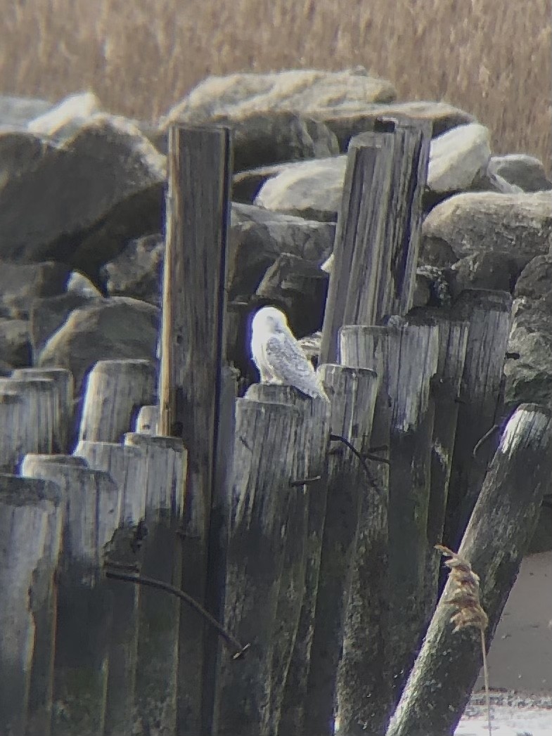 Snowy Owl - ML428680761