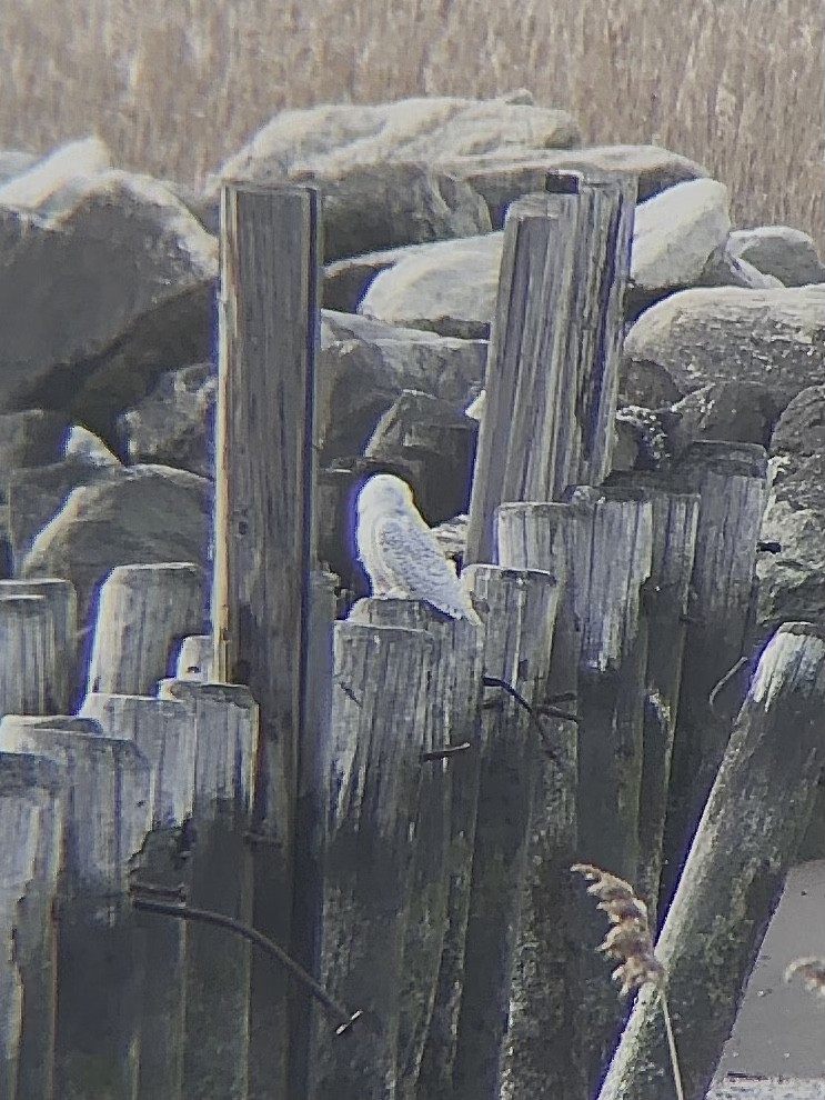 Snowy Owl - ML428680771