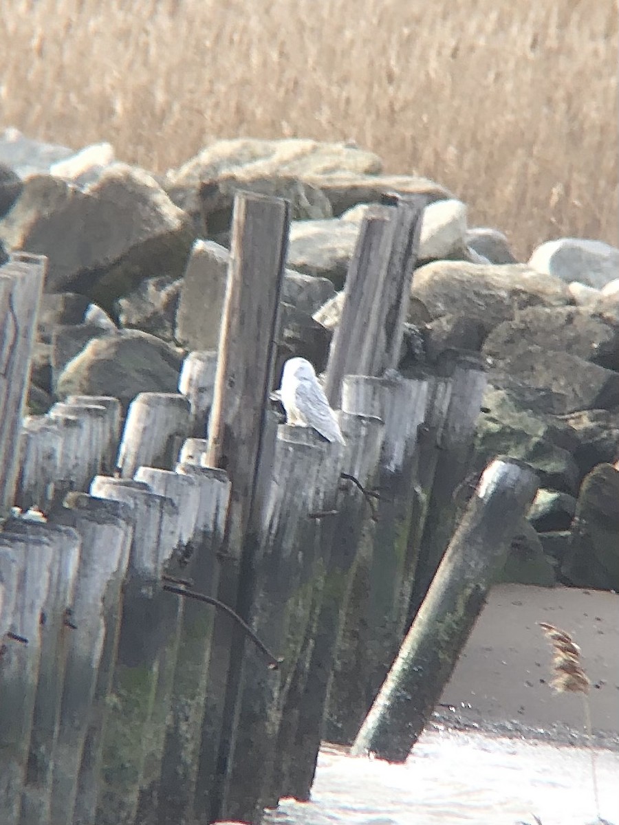 Snowy Owl - ML428680781