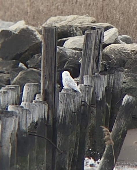 Snowy Owl - ML428680811