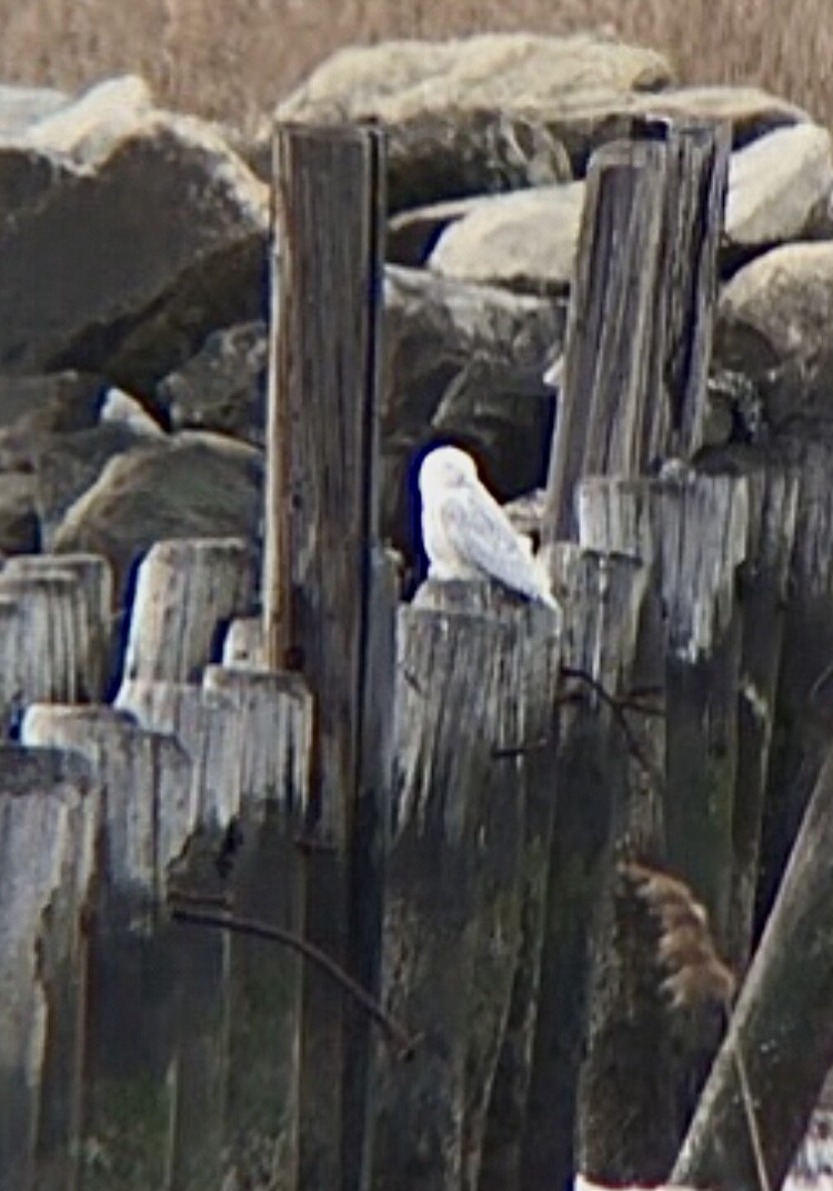 Snowy Owl - ML428680821