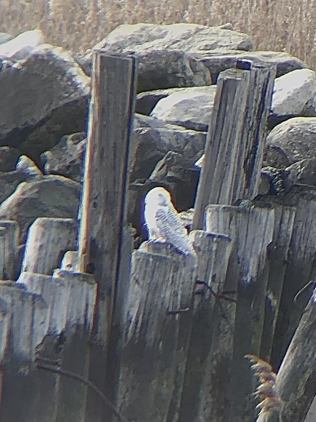 Snowy Owl - ML428680831