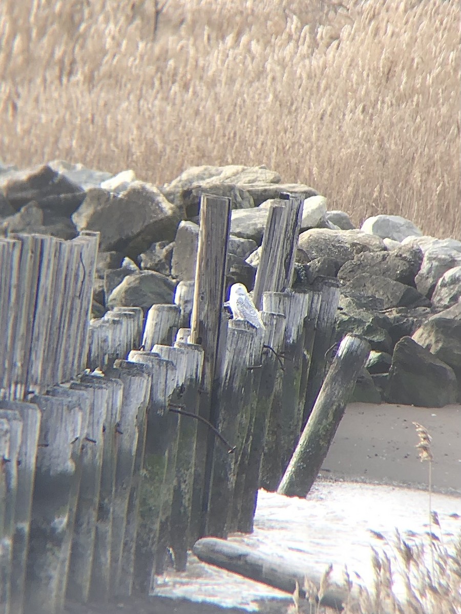 Snowy Owl - ML428680851