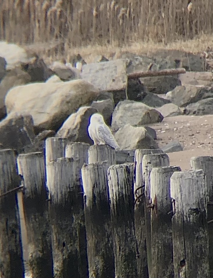 Snowy Owl - ML428680871