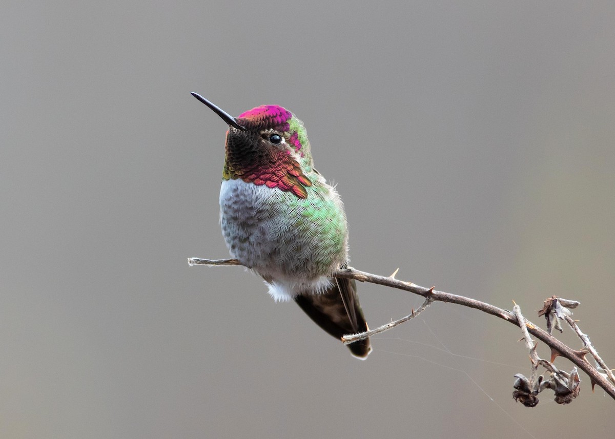 Anna's Hummingbird - ML428681061