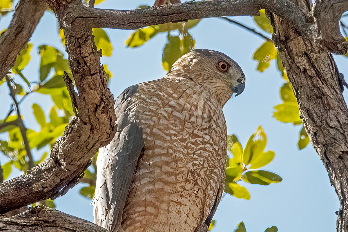 Cooper's Hawk - ML428682381