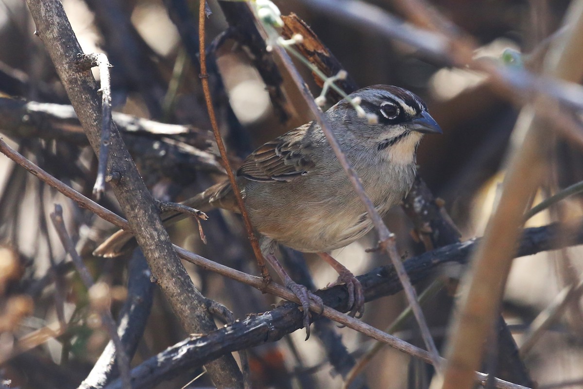 Oaxaca Sparrow - ML428682861