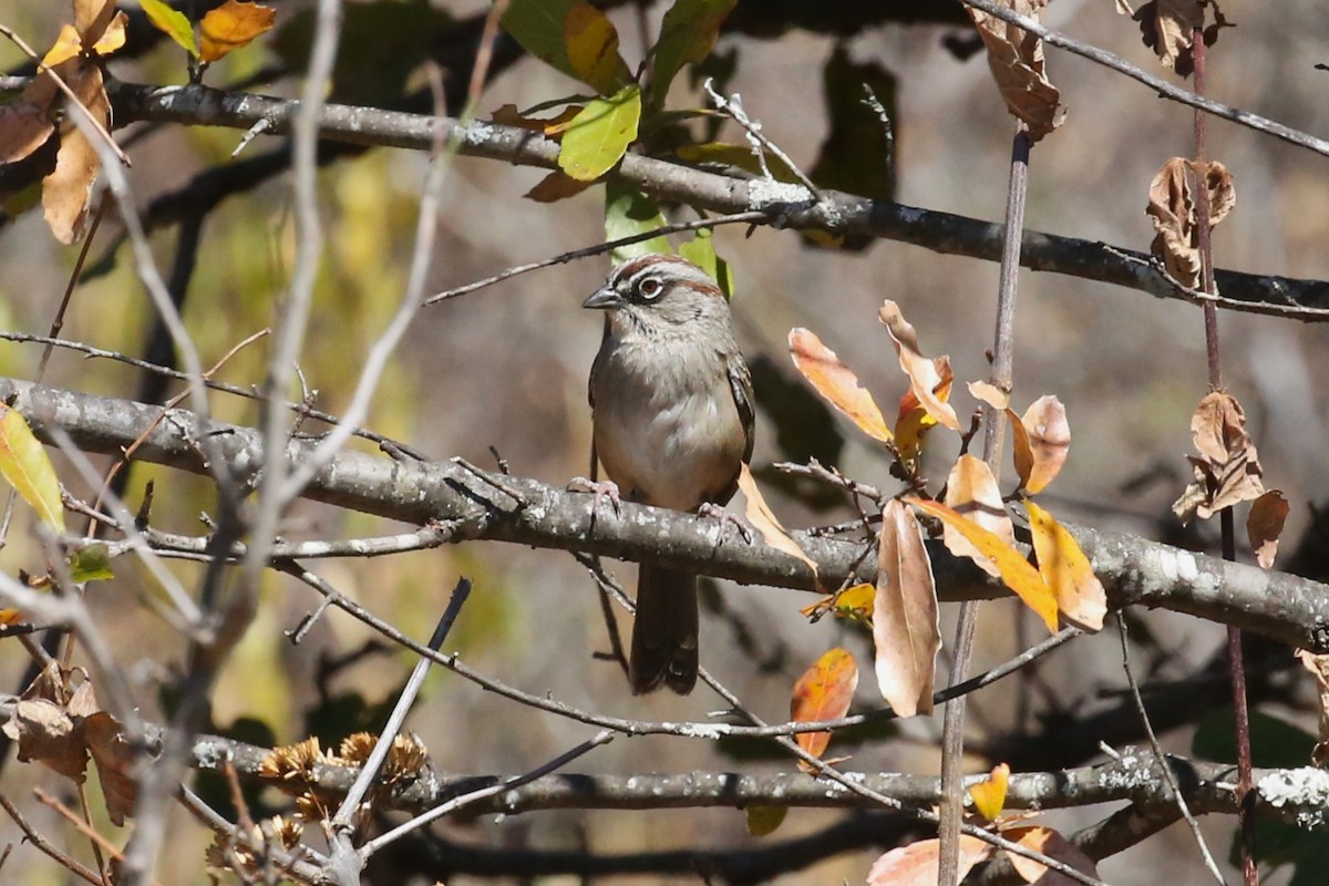 Oaxaca Sparrow - ML428682911
