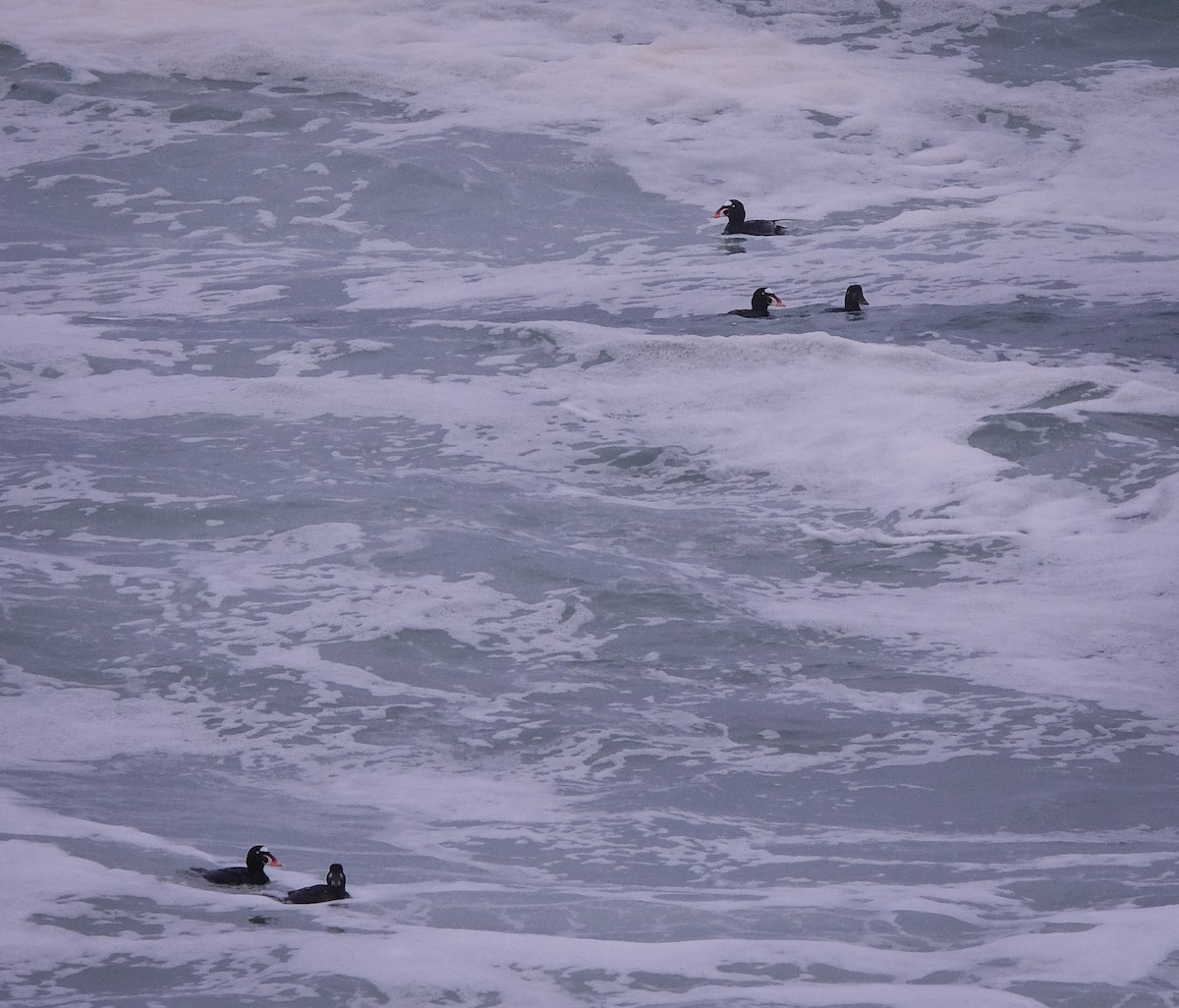 Surf Scoter - ML428684021