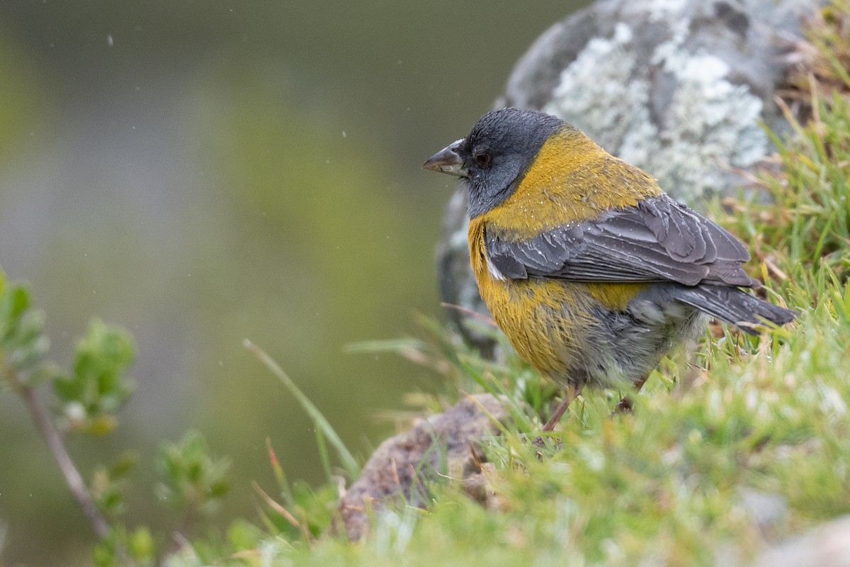 Peruvian Sierra Finch - ML428685551