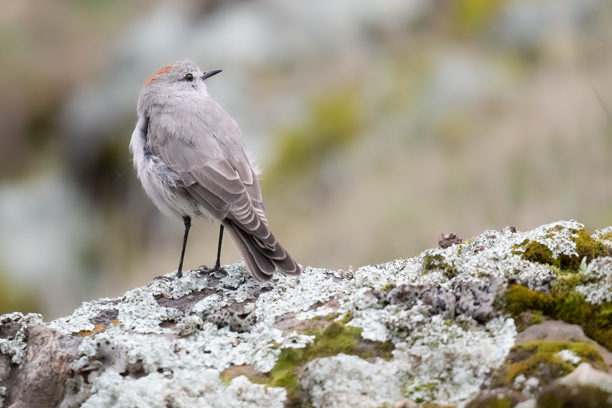 Rufous-naped Ground-Tyrant - Ben  Lucking