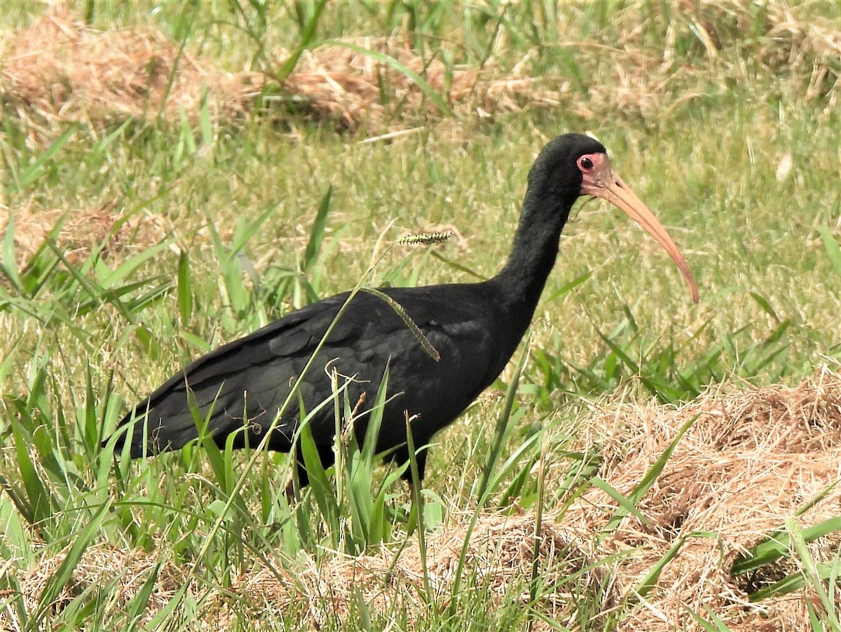 ibis tmavý - ML428688041