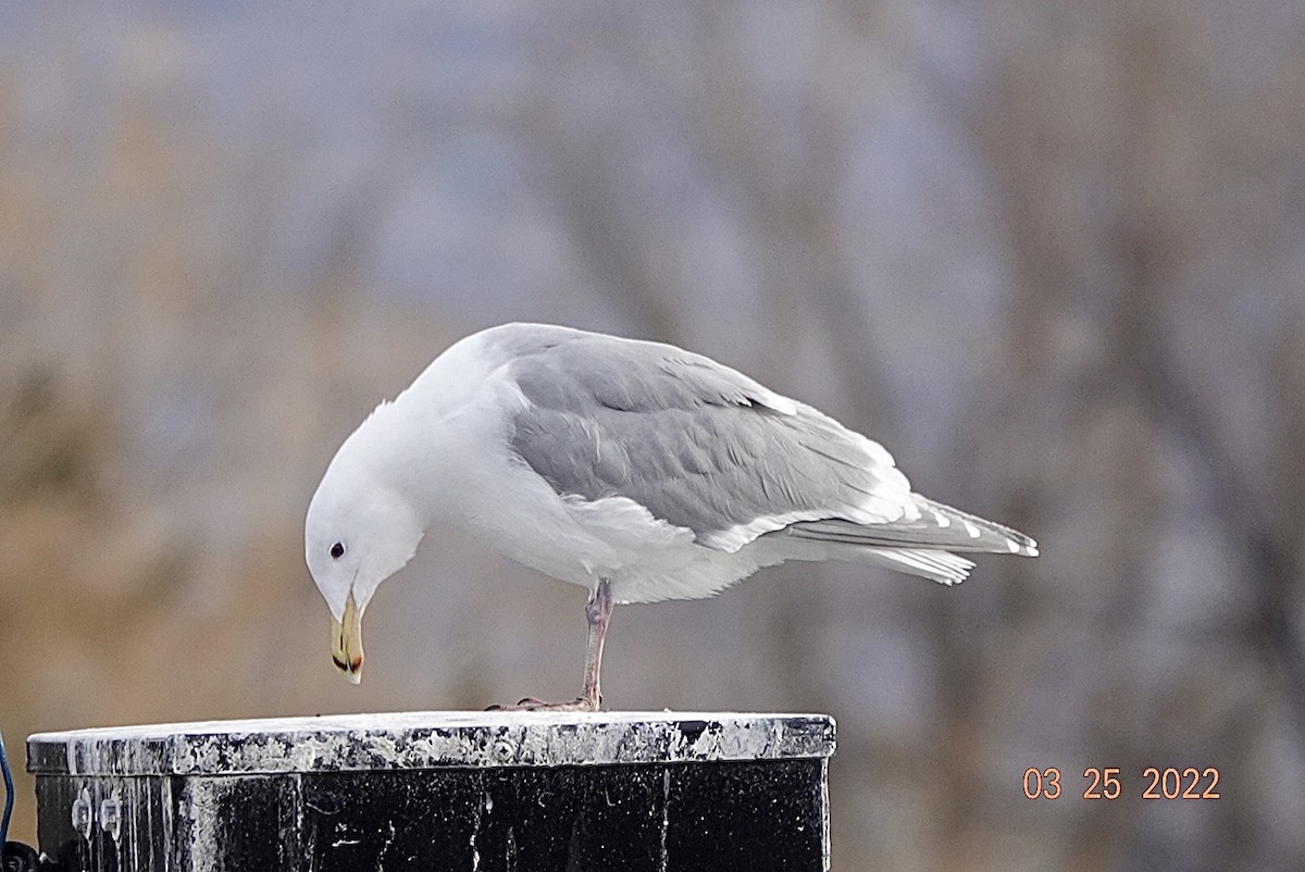 Glaucous-winged Gull - ML428688211