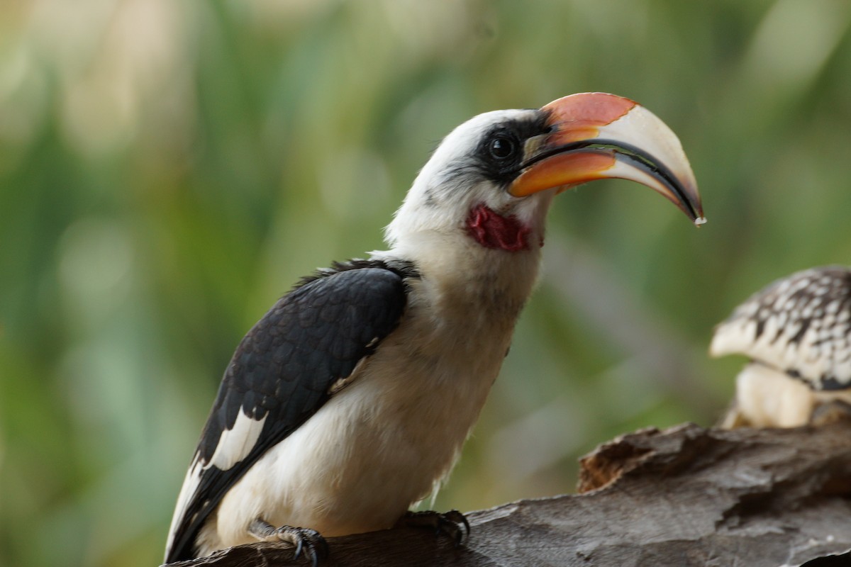 Von der Decken's Hornbill - ML428688741