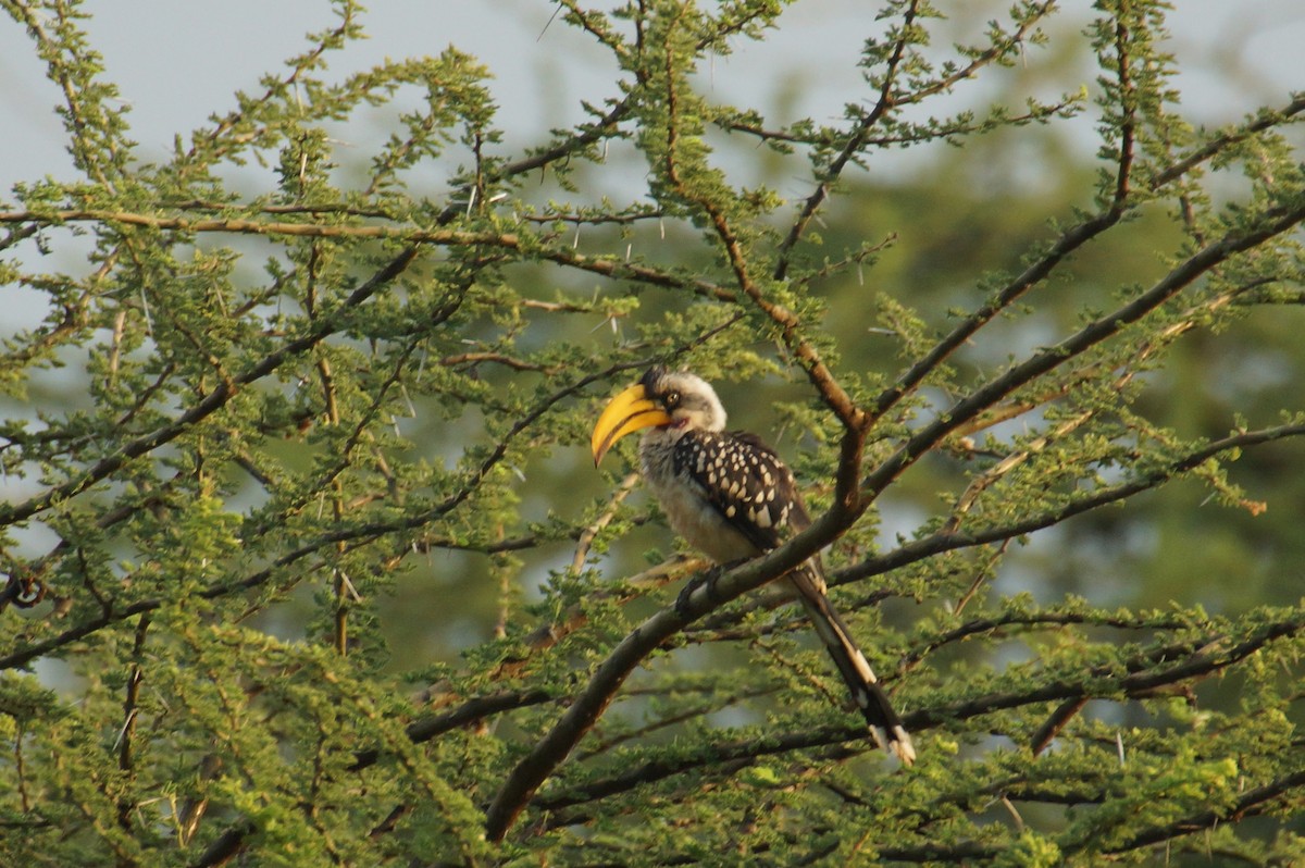 Eastern Yellow-billed Hornbill - Eric Bischoff