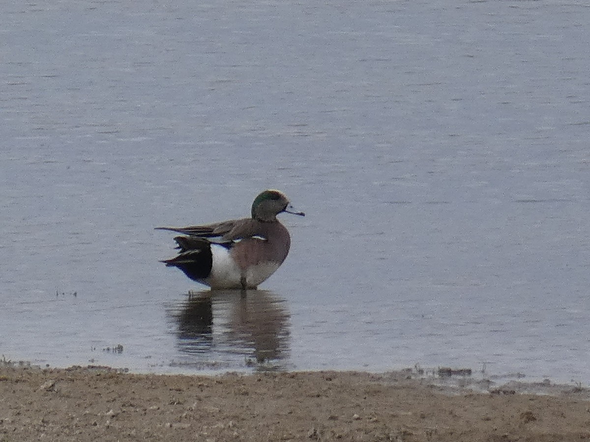 American Wigeon - ML428689381