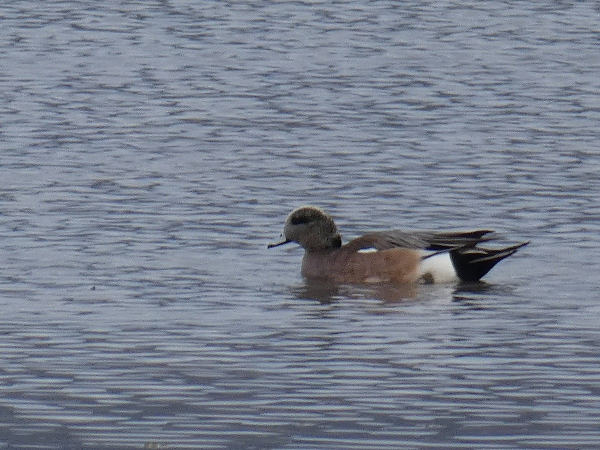 American Wigeon - ML428689481