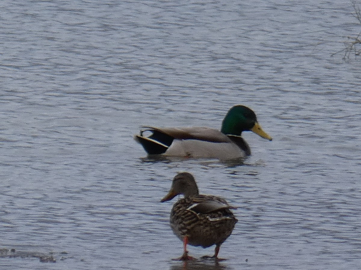 Зэрлэг нугас - ML428689491