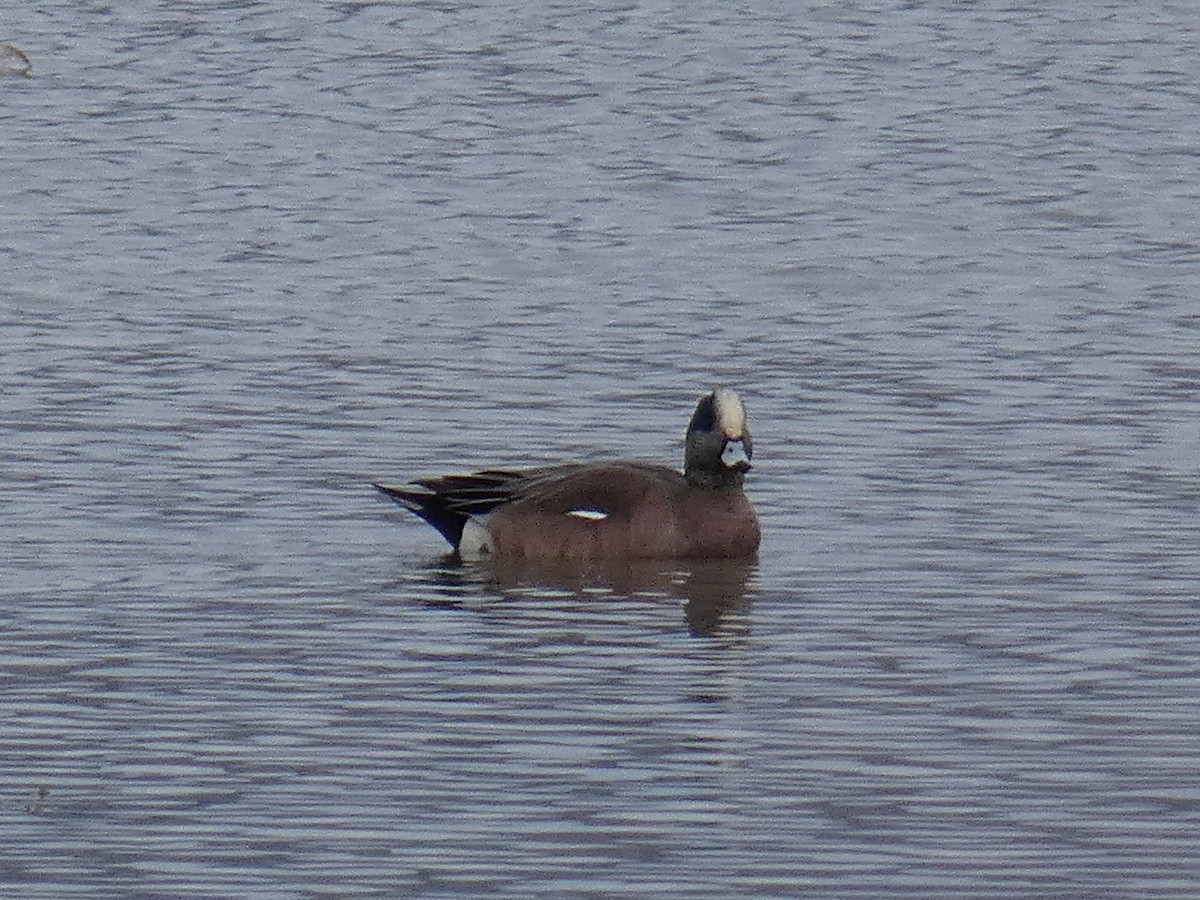 American Wigeon - ML428689541