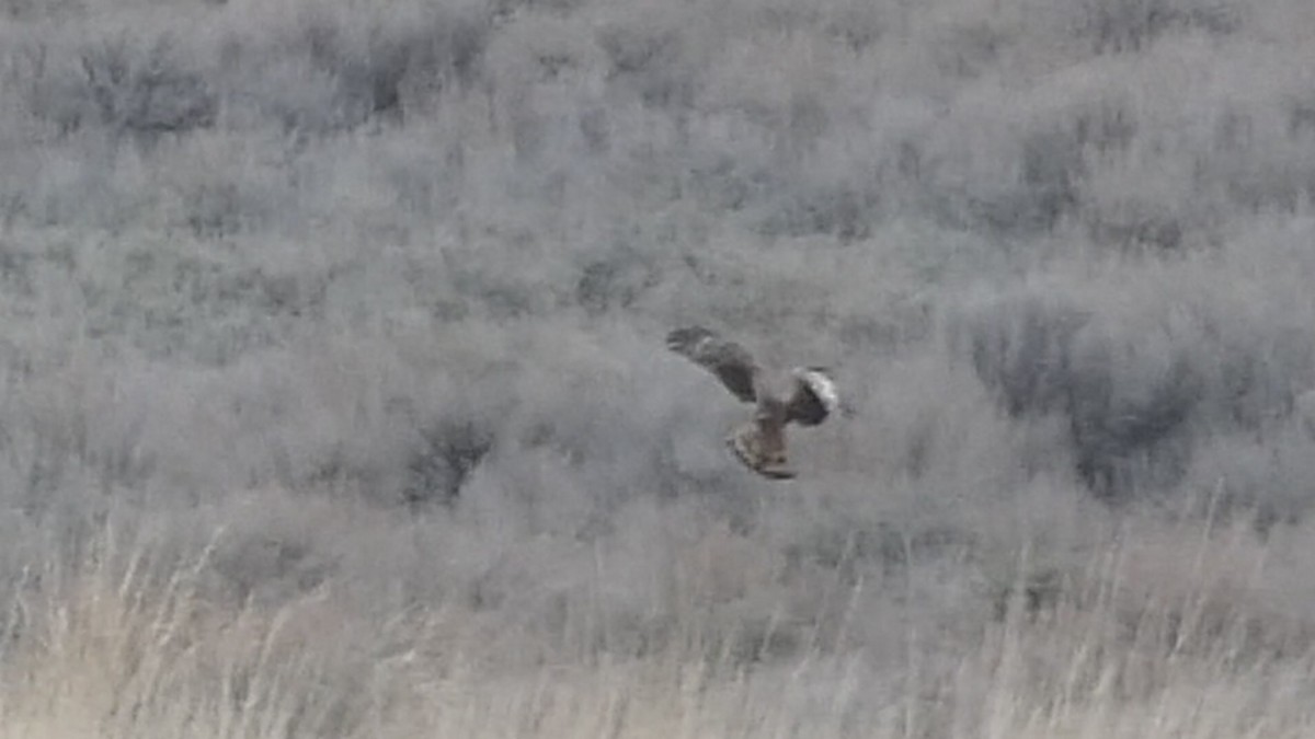 Northern Harrier - ML428689571