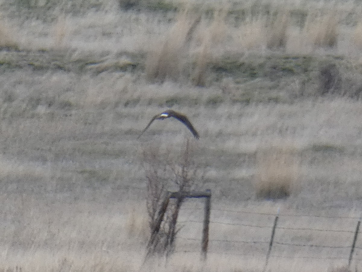 Northern Harrier - ML428689781