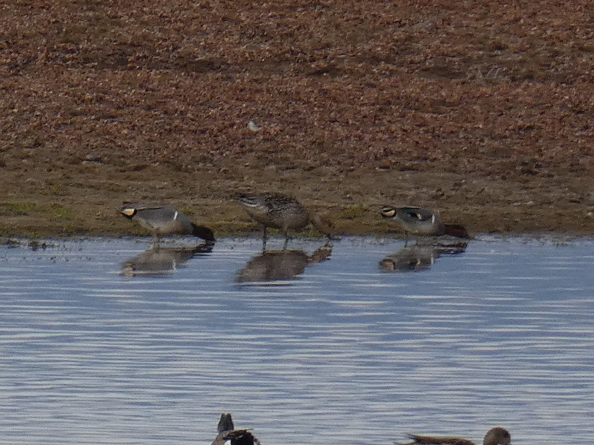 Ногоохон нугас - ML428689871