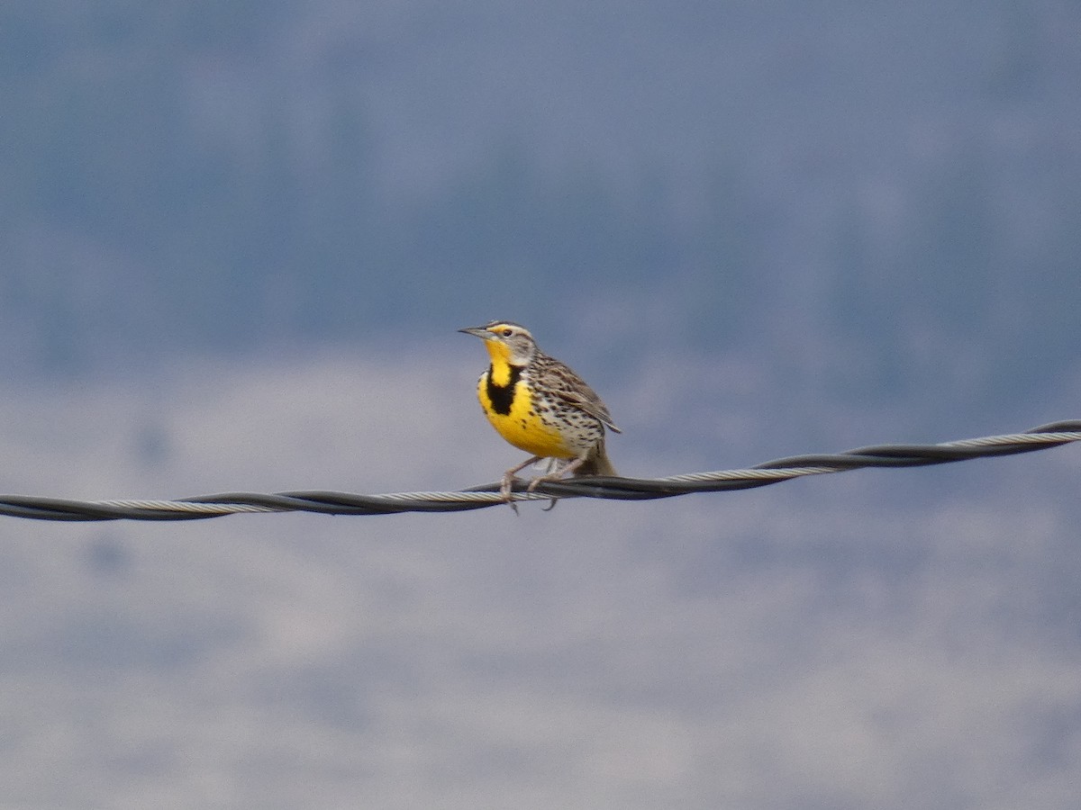 Western Meadowlark - ML428690151