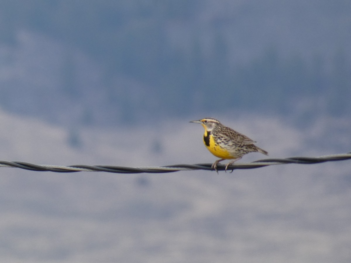 Western Meadowlark - ML428690161