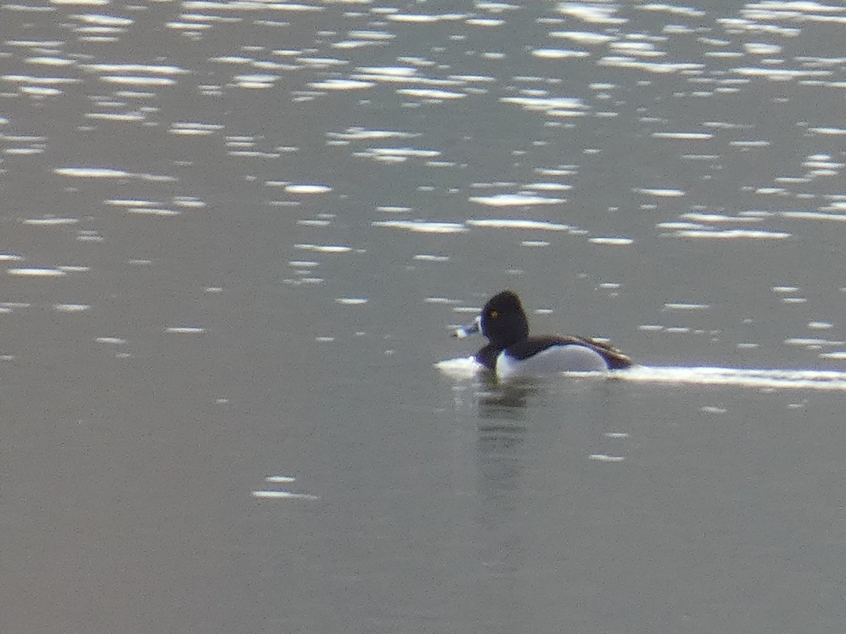 Ring-necked Duck - ML428690181