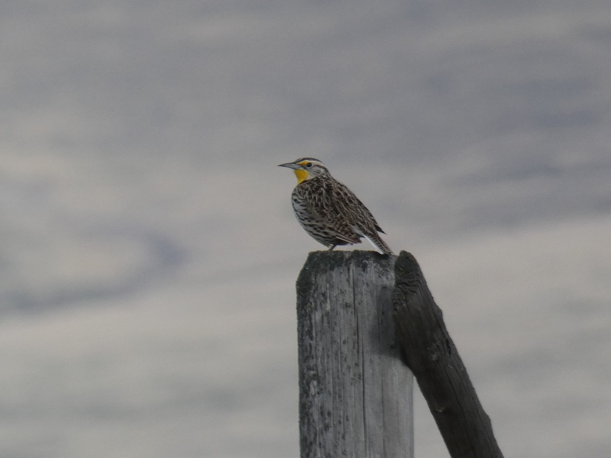 Western Meadowlark - ML428690271