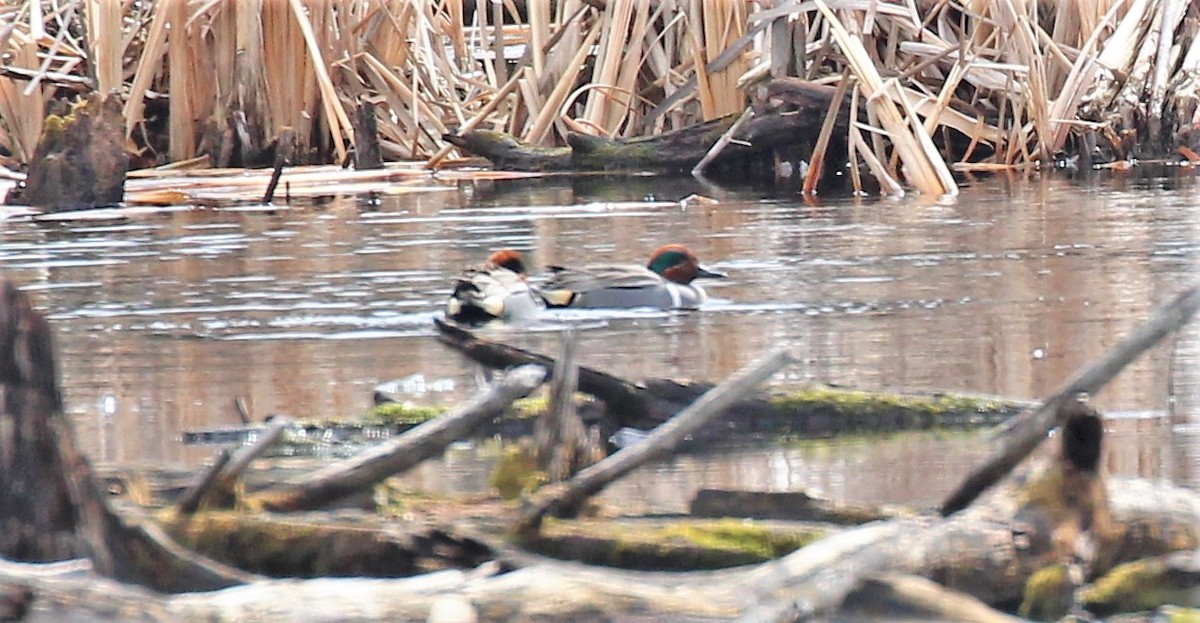Green-winged Teal - ML428691541