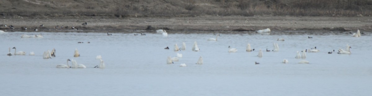 Trumpeter/Tundra Swan - ML428692981