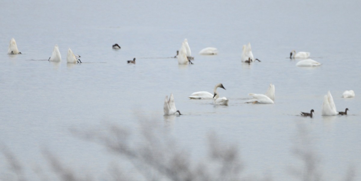 Trumpeter Swan - Asher  Warkentin