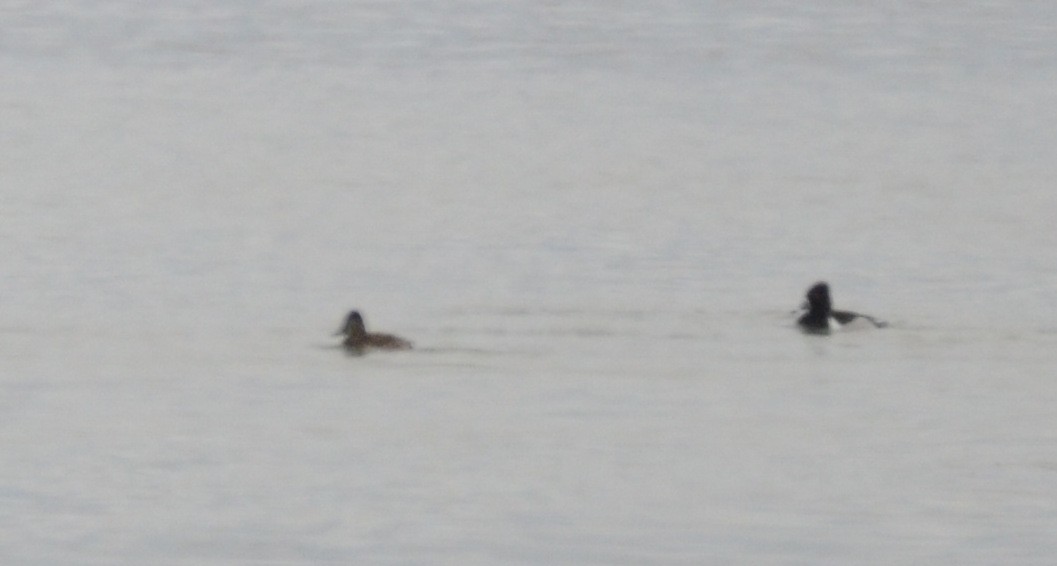 Ring-necked Duck - Asher  Warkentin