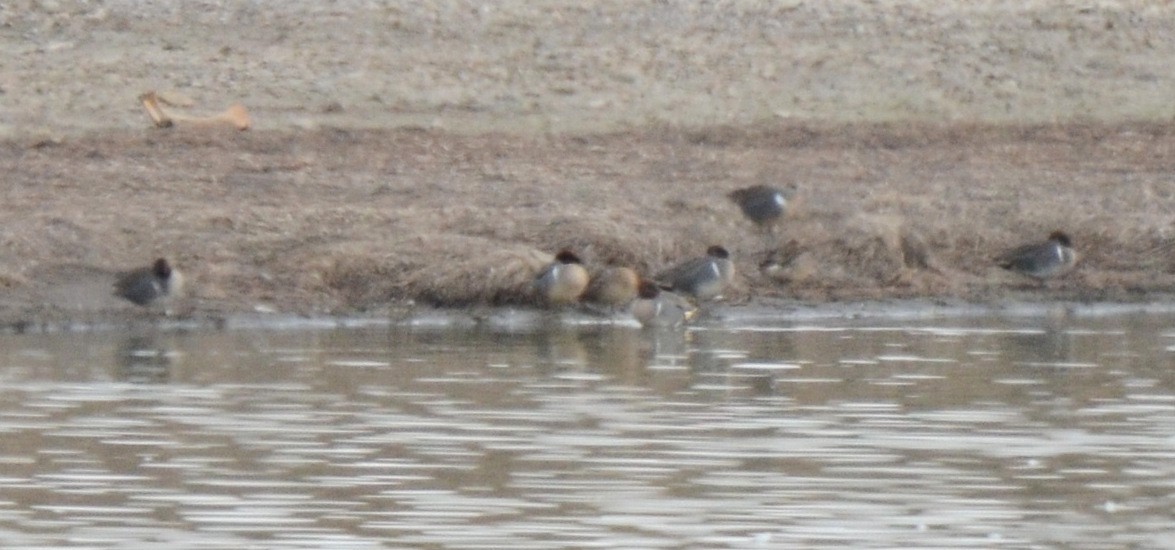 čírka obecná (ssp. carolinensis) - ML428693091