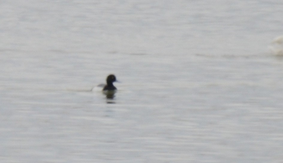 Greater Scaup - Asher  Warkentin