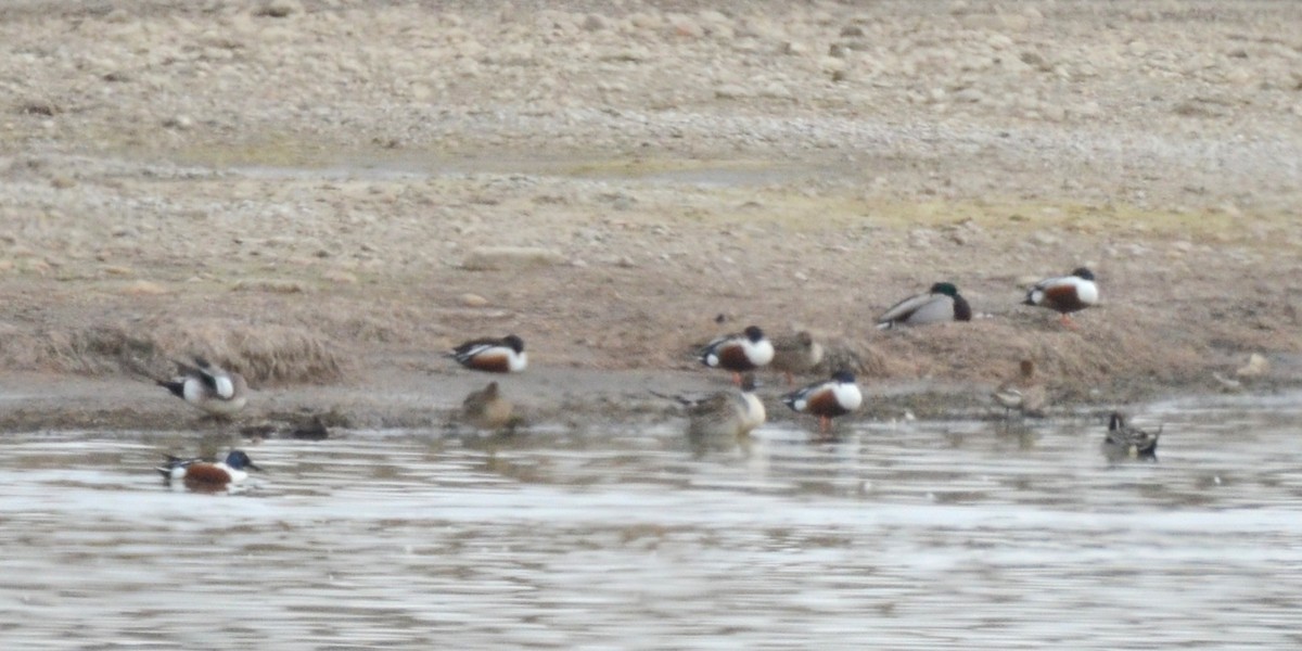 Northern Shoveler - Asher  Warkentin