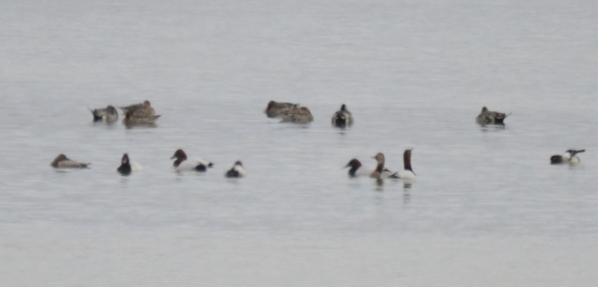 Canvasback - Asher  Warkentin